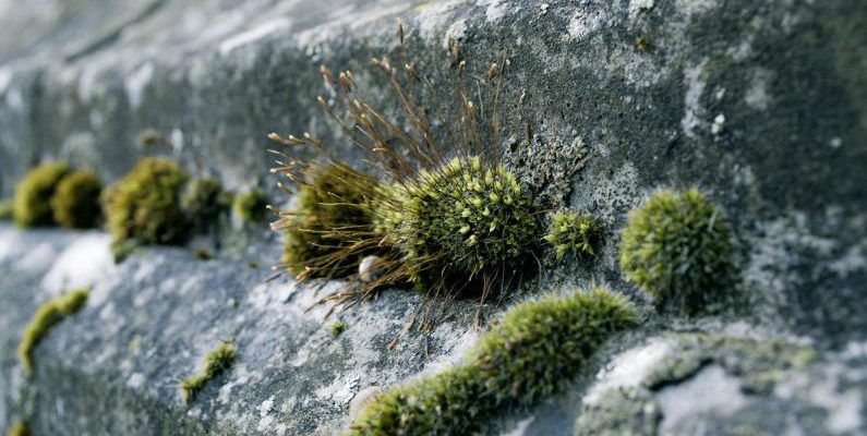 Urban Gardening - Green Moss on Concrete