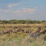 Wildlife Safaris - Zebra on Green Grass Field