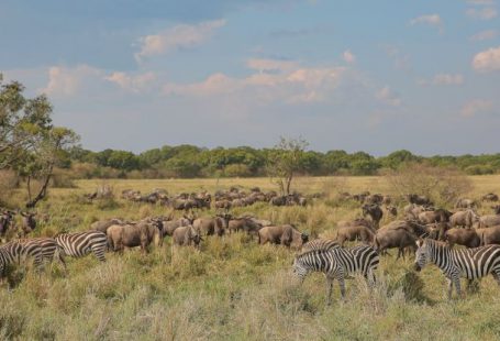 Wildlife Safaris - Zebra on Green Grass Field