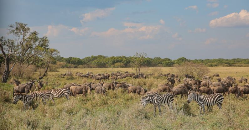 Wildlife Safaris - Zebra on Green Grass Field