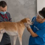 Pet Health - Woman in Blue Shirt Touching the Dog's Face