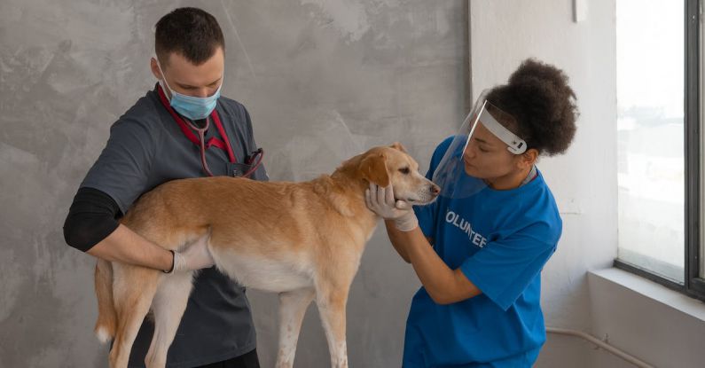 Pet Health - Woman in Blue Shirt Touching the Dog's Face