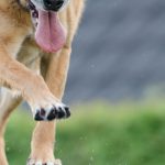 Puppy Training - Short-coated Brown Dog on Wooden Beam