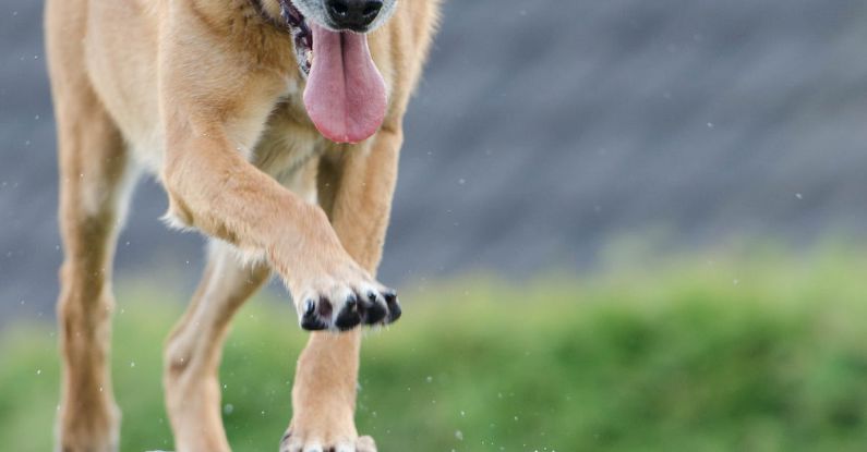 Puppy Training - Short-coated Brown Dog on Wooden Beam