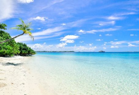 Beaches - Landscape Photography of Trees on Shoreline